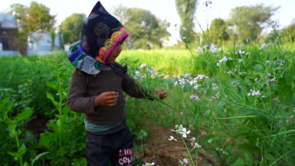 Маленький индийский паренек в Дайконе или на поле редис. Смешной ребенок выщипывает капсулы Дайкона и ест. — стоковое видео