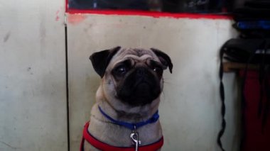 Kırmızı kumaş zincirli pug dog görüntüleri. Çekici görüşlü bir köpeğe karşı kamera. Masum köpek görüntüleri..