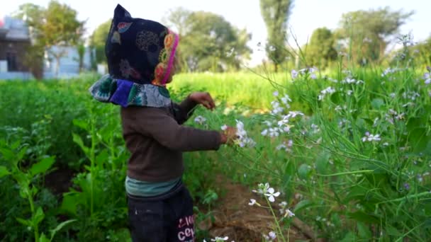 Een boerenkindje in het veld. Kid plukken witte bloemen van Daikon en aanraken planten van radijs. — Stockvideo