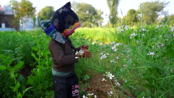 Μικρό παιδάκι που απολαμβάνει την πράσινη φύση στο Ράντις Φιλντ. Αστείο παιδί τρώει φασόλια των φυτών Daikon. — Αρχείο Βίντεο
