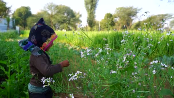 Side view shot of Cheerful little kid holding plants of Radish. Small kid with hat enjoying childhood. Slow motion high quality video. — Stock Video