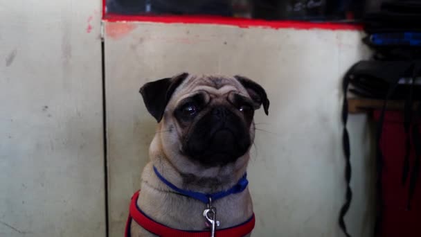 Imágenes de perro Pug con cadena de tela roja. Cachorro contra cámara con vista atractiva. Imágenes inocentes de perros. — Vídeo de stock