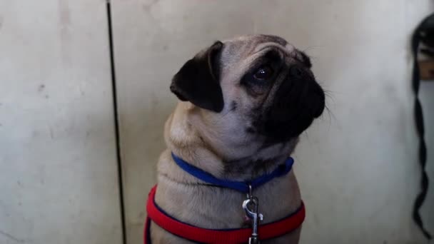 Footage of Pug or Vodafone dog seeing at camera. Puppy dog with innocent sight and curious mind. — Stock Video