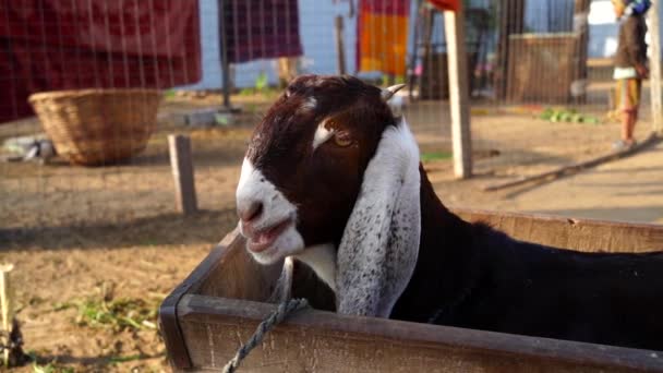 Chèvre de compagnie grise à poils longs dans les terres agricoles indiennes. Chèvre déplaçant le visage et ruminant le matin. — Video