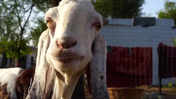 ヤギは飼料を食べ、農業の農地で発光する。インドの田舎でヤギの顔をクローズアップ. — ストック動画