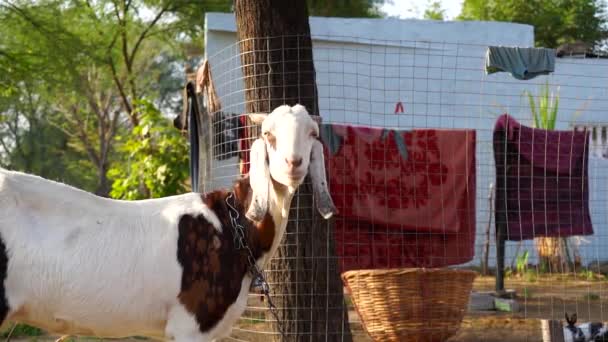 Innocent facial footage of Grey Indian Goat or Capra, sitting in fodder cot. Goat seeing at camera with curious eyesight. Slow motion footage. — Stock Video