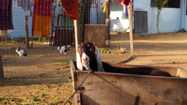 Een klein geitenkind van de Indiase familie. Geit eten en bewegen van haar mond om voedergewassen te verteren. — Stockvideo
