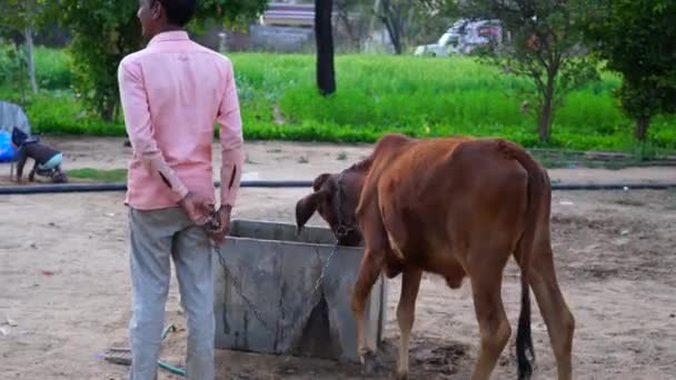 Junger indischer Kerl mit Streichelkalb. Kalb trinkt Wasser in Wassertrog. — Stockvideo