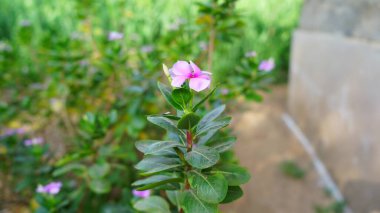 Madagaskar 'ın yemyeşil bitkisi bir bahçede çiçek açıyor. Güzel yeşil yaprakları ve çiçekleri olan fidanlık..