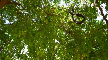 4k aşağıda Aegle Marmelos ya da Bael Tree 'nin yeşil yapraklı görüntüleri var. Aşağıdaki arkaplan ile Bael ağacı görünümü.