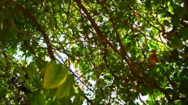 Bael ya da Aegle Marmelos 'un yüksek lifli bitki kaynağı. Evergreen Tropikal bitki Yüksek kalite çekim.