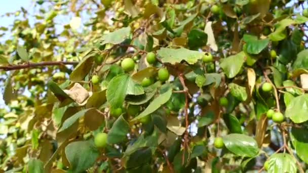 Swinging branches of Chinee apple or Jujube plats. Unripe green fruits hanging on branches in winter sunny day. — Stock Video