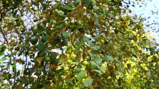 Indyjski jujube lub Ber rośliny z zielonymi liśćmi. Włókno źródłowe owoce z małymi liśćmi. Nagranie 4k. — Wideo stockowe