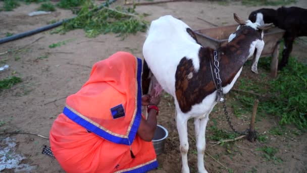 Індійська жінка на козячих фермах. Щоденне жіноче життя доїти козу. Самка з козячого розуму з обома руками.. — стокове відео