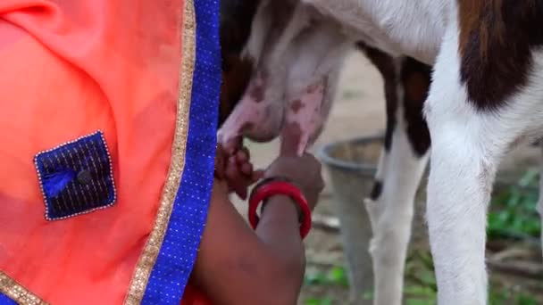 Женщина доит невинного козла с фермы. Видеозапись индийской работницы, которая доит из капры с вымени. — стоковое видео