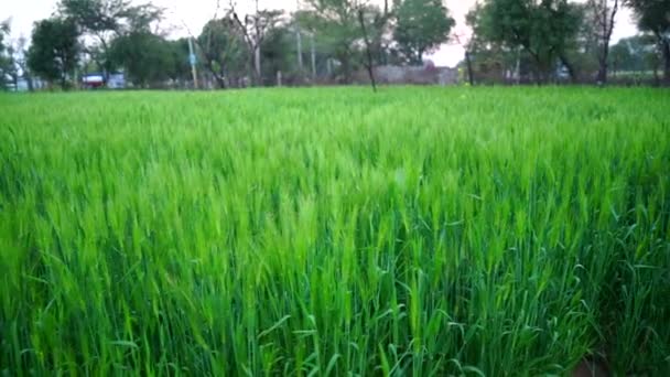Εναέρια πλάνα από πράσινα λιβάδια σιταριού ή τριτικάλε με συγκομιδή. Αυτιά σίκαλης που στέκονται στον αγροτικό τομέα χωρίς αγρότες. Διαμαρτυρίες αγροτών 2020 στην Ινδία έννοια. — Αρχείο Βίντεο