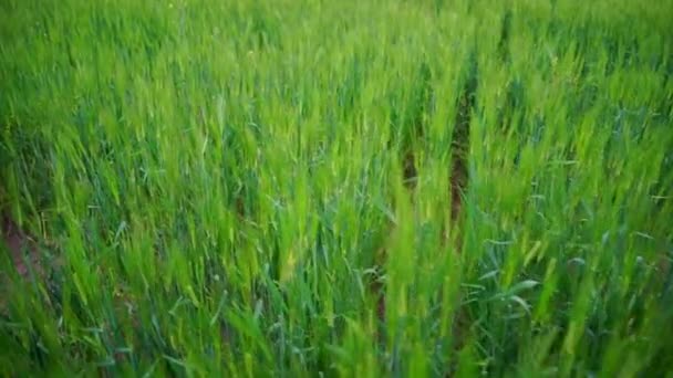 Green ears of Barley or Jau in agriculture farm in North India. Crop is ready to ripe but farmers on protest against New farm Bill 2020. Adverse effect of New farm bill 2020 in India. — Stock Video