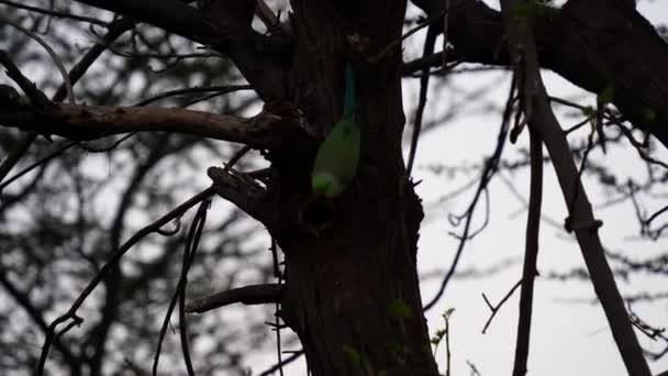 Psittacula eupatria, almindeligvis kendt som indisk papegøje sidder på træet om aftenen tid. – Stock-video