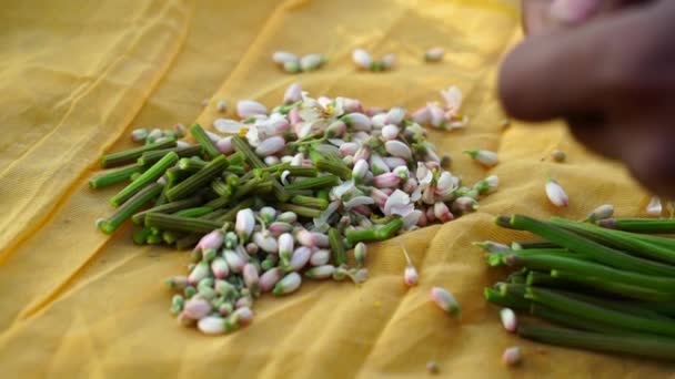 Concepto de comida y verdura india. Filmación de la mano humana arrancando habas o vainas de moringa para uso vegetal. Medicina orgánica a base de hierbas para fines sanitarios. — Vídeo de stock