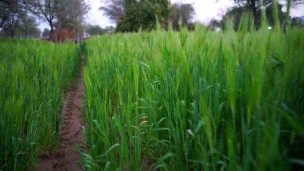 Drönare flygfoto av Triticum fält gröda. Grön stående gröda närbild med utsikt över landsbygden Indiska fält. — Stockvideo
