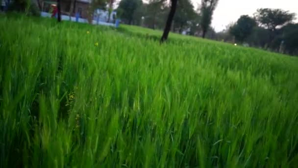 4k footage video of lush green plants of Triticum with attractive green ears. New growing fresh organic plant of Rye. — Stock Video