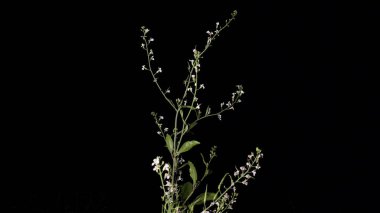 Daikon bitkisi. Siyah arka planı olan yeni yetişmiş turp bitkisi. Gece fotoğrafçılığının görüntüsü.