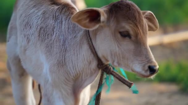 Nevinné dítě krávy v domácí farmě. Stojící tele se zvědavým zrakem, pozorující kameru s rozmazaným pozadím. Symbol lorda Šivy v hinduistické kultuře. — Stock video