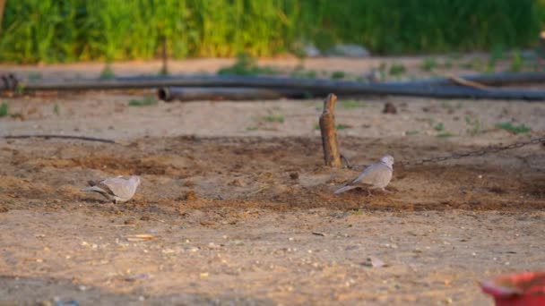 Euraziatische Collared Dove, Streptopelia decaocto, ook wel de Collared Dove op de grond genoemd. Aziatische habitat vogel closeup. — Stockvideo