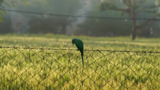 Indischer Roter Ringsittich sitzt auf einem Eisennetz und füttert morgens Triticale-Ohren. Haustier Grünpapagei in der Landwirtschaft. — Stockvideo