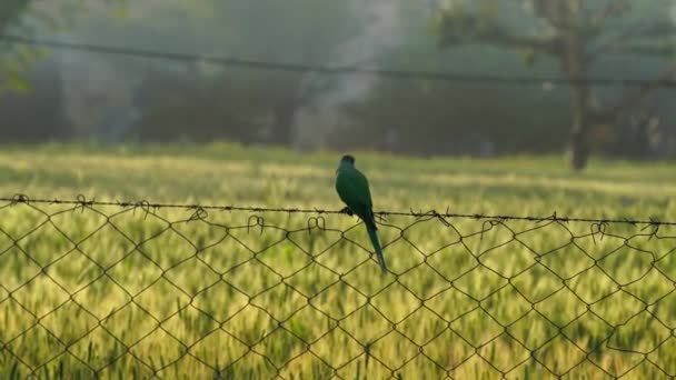Zielona papuga z uchem pszenicy. Papuga indyjska suszona żelazna siatka na farmie. Piękna papuga karmienia Triticale ucha. — Wideo stockowe