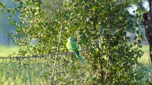 Attraktiva bilder av indiansk parakit eller Melopsittacus i en trädgård. Vacker papegoja närbild i grön natur. — Stockvideo