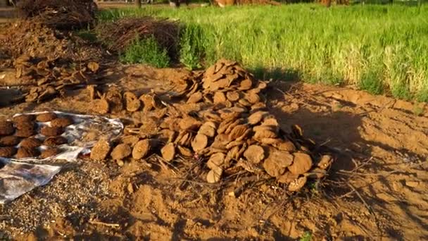 Cow manure cakes. Standing round cow chip in sunny morning for dryness. Sacred manure cakes for Havan kund. — Stock Video