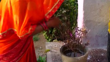 Tapınakta Tanrı 'ya dua eden bir kadın. Hindu dindar kadın Tulsi bitkisine kutsal su sunuyor..
