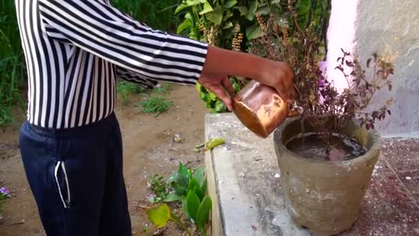 Hindu-Mädchen bietet Morgengebet und berührt heiliges Wasser von Tulsi (Devotee-Pflanze). Indische Rituale Religion Kultur Konzept. — Stockvideo
