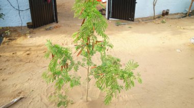 Pers ipeği ağacının yeşil bitkisi ya da Siris bir evde. Yeşil kapsüllü bitki. Albizia Julibrissin 'in ilaç fabrikası.