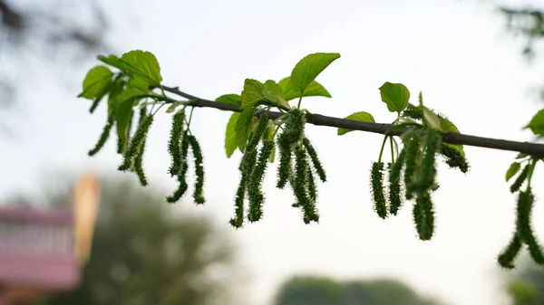 Nutrient healthy unripe fruits closeup. Organic freshness fruits of Morus or Mulberry. Green acidic sour fruits of Shatoot.