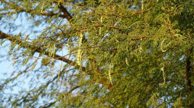 Çekici yeşil çiçek kabuklarıyla Acacia 'nın dikenli çalıları. Çekici yeşilimsi yapraklar ya da fasulye meyveleriyle dolu kuru otlar..