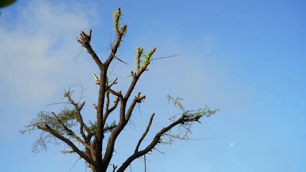 Nude tree of Acacia. Babool or Acacia tree without leaves with blue sky nature. Closeup shot of Acacia tree .