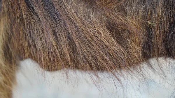 Closeup fragment hair of black color Buffalo kid. Buffalo kid with elastic fabric hair. Background hair pattern closeup.