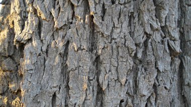 Khejri ağacının kaba ahşap dokusu. Prospis Cineraria ağaç gövdesi. Gri, pürüzlü üst deri tabakası var..