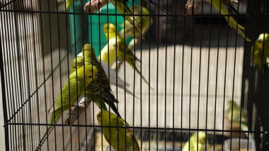 Yeşil renkli papağanlar Corella kafeste salıncakta oturuyor. Kafesten kurtulmak için dışarıda bekleyen güzel kuşlar.