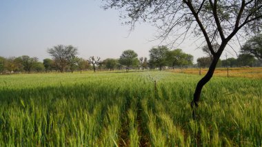 Buğday mahsulü yakın plan. Yeni modern fıskiye sistemine sahip üç ölçekli bitkiler. Yeşil pigmentli buğday tarlaları.