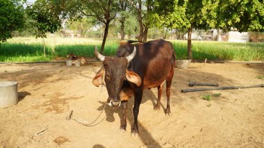 İnek ahırında gün ışığında duran kahverengi inek. Kuzey Hindistan 'daki hayvan çiftlikleri. Hayvancılık ve hayvancılık endüstrisi konsepti.