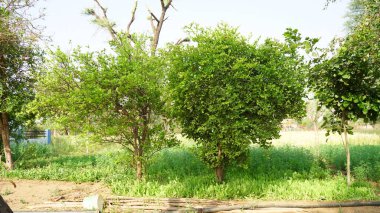 Doğa konsepti. Yeşil doğa bitkisi olan bir parkta farklı türde yeşil ağaçlar. Aromalı organik yeşil bitkiler..