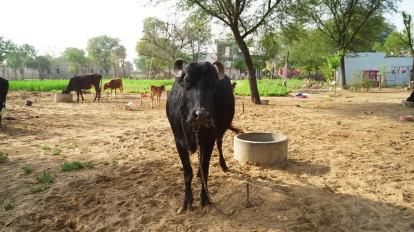 Indian agriculture and livestock industry concept. Animal farm closeup with a Black buffalo in sunlight.