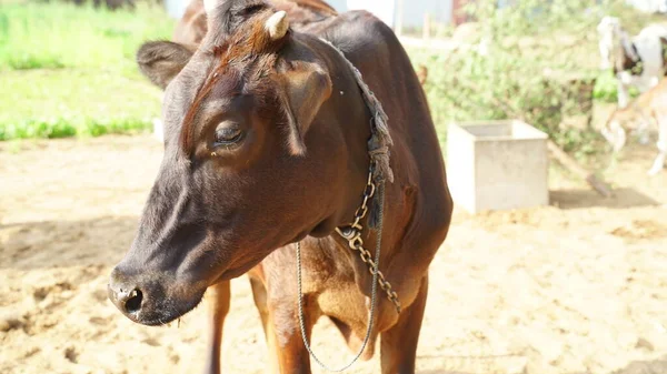 Indian agriculture and livestock industry concept. Animal farm closeup with a Black cow in sunlight.