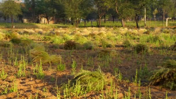 Filmagem da paisagem de campos de Brassica ou Mostarda em um campo. Cortar culturas close-up com luz solar atraente. — Vídeo de Stock