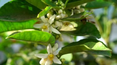 Apis Mellifera bal arısıyla birlikte Limon veya Citrus 'un tomurcukları. Limon çiçekleri üzerinde uçan bal arısı. Doğa konsepti.
