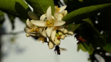 Doğa konsepti. Lemon ya da Citrus 'un doğuştan gelen çiçeklerinden polen toplayan bal arısı. Buds çiçekleri arı böcekleriyle yakınlaşır..