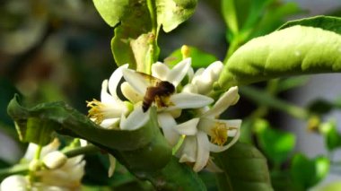 Böcek yaşam konsepti. Limon aromalı çiçeklerle uçan bal böcekleri. Citrus 'un beyaz tomurcuklanan çiçekleri ve kahverengi bal arısı.